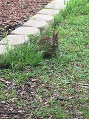 Sylvilagus palustris