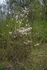 Amelanchier × lamarckii