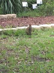 Sylvilagus palustris