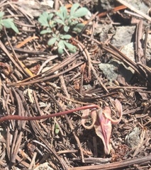 Dicentra uniflora