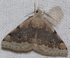 Dichromodes molybdaria