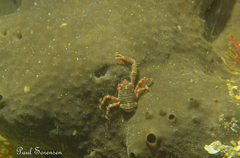 Galathea australiensis