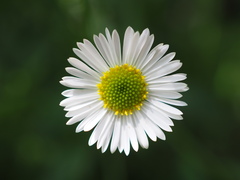 Erigeron karvinskianus image