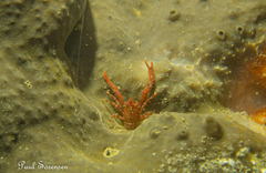 Galathea australiensis
