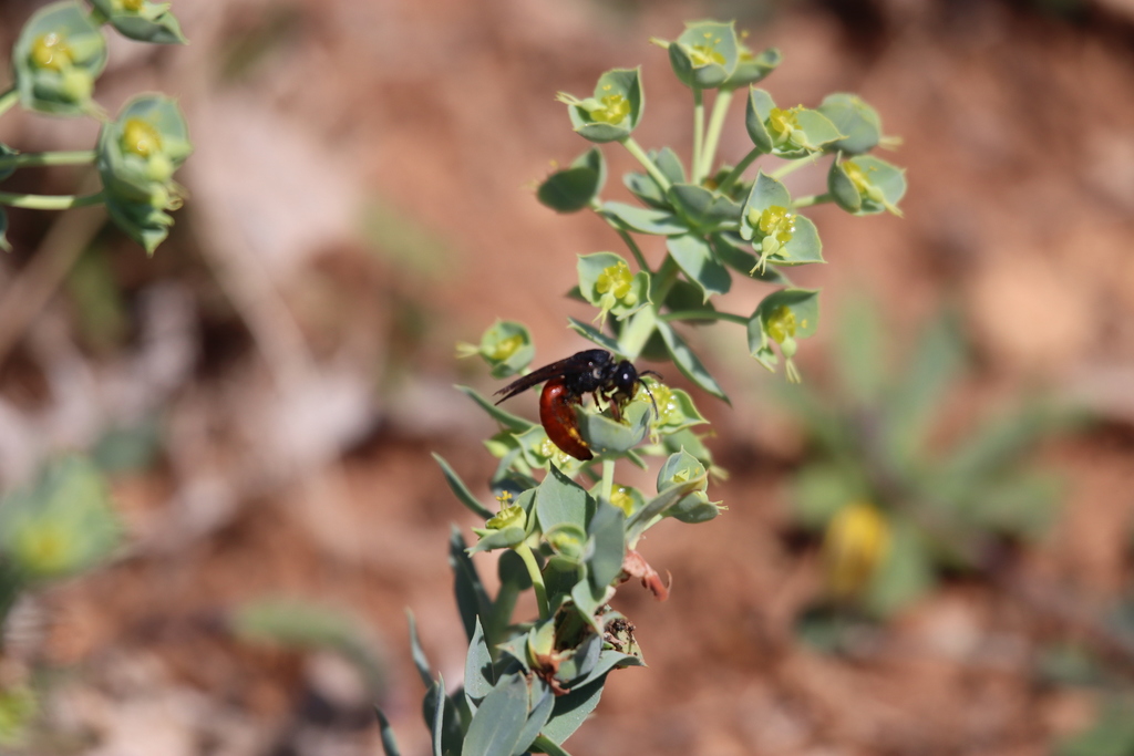 Sphecodes rubripes
