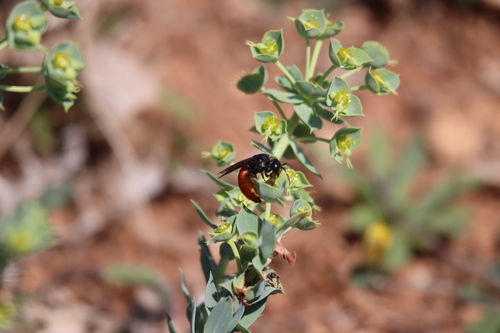 Sphecodes rubripes