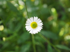 Erigeron karvinskianus image