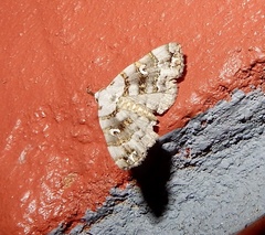 Sinarella discisigna