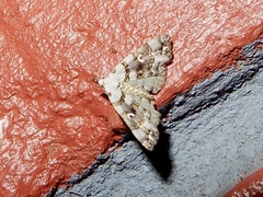 Sinarella discisigna