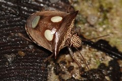 Paracritheus trimaculatus