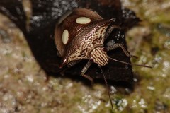 Paracritheus trimaculatus