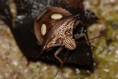 Paracritheus trimaculatus