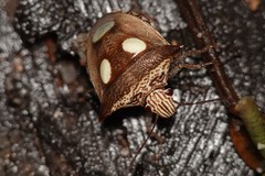 Paracritheus trimaculatus