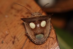 Paracritheus trimaculatus