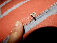 Sinarella discisigna