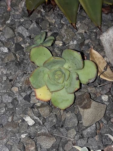 Aeonium haworthii