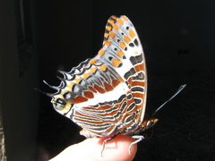Charaxes saturnus