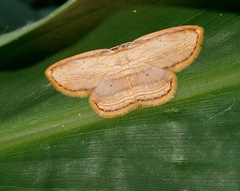 Drapetodes mitaria
