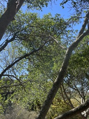 Ficus natalensis