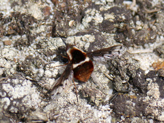 Bombylius pygmaeus