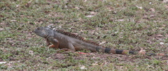 Iguana iguana