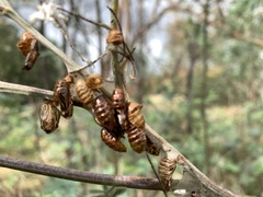 Jalmenus evagoras