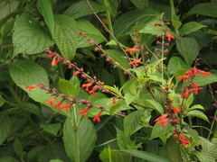 Salvia rufula