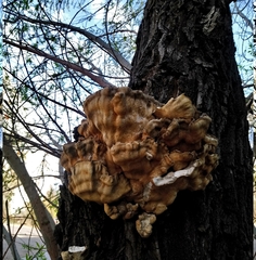 Laetiporus sulphureus