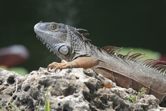 Iguana iguana