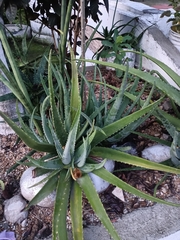 Aloe vera