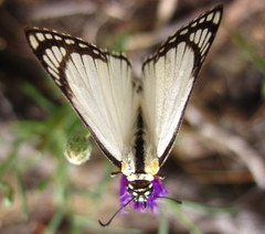 Leucochitonea levubu
