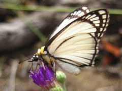 Leucochitonea levubu