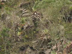 Espeletia corymbosa