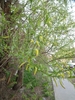Salix × fragilis fragilis - Photo (c) Andrey Efremov, alguns direitos reservados (CC BY-NC), uploaded by Andrey Efremov