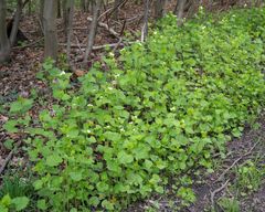 Alliaria petiolata