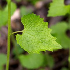 Alliaria petiolata