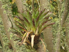 Tillandsia clavigera