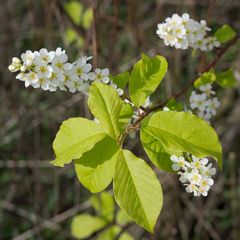 Prunus padus