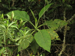 Verbesina crassiramea