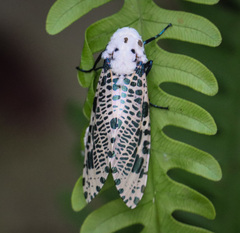 Zeuzera multistrigata