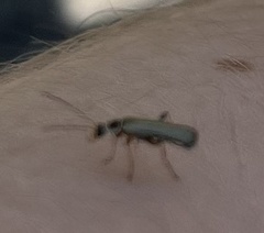 Cantharis decipiens