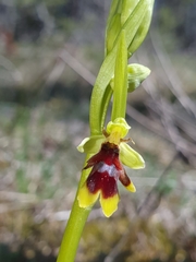 Ophrys insectifera aymoninii