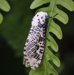 Zeuzera multistrigata