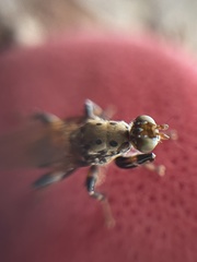 Tapeigaster cinctipes