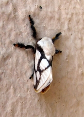 Parapluda invitabilis