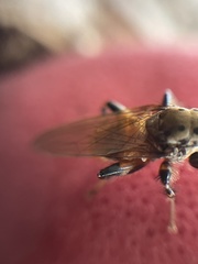 Tapeigaster cinctipes