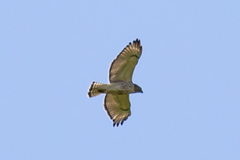 Buteo jamaicensis × lineatus