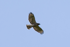 Buteo jamaicensis × lineatus