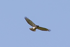 Buteo jamaicensis × lineatus