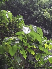 Brugmansia suaveolens